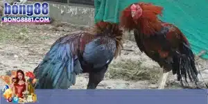 Các hình thức chọi gà được phổ biến nhất 2025