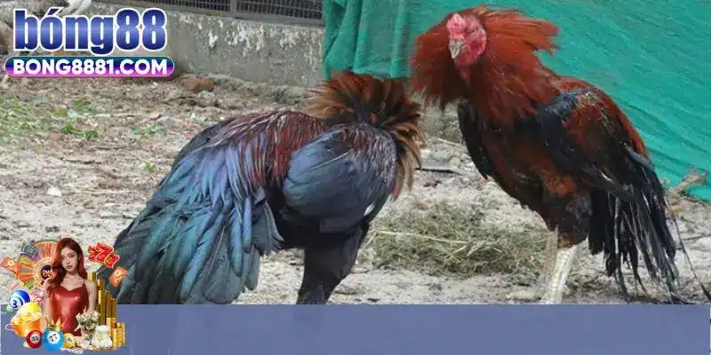 Các hình thức chọi gà được phổ biến nhất 2025