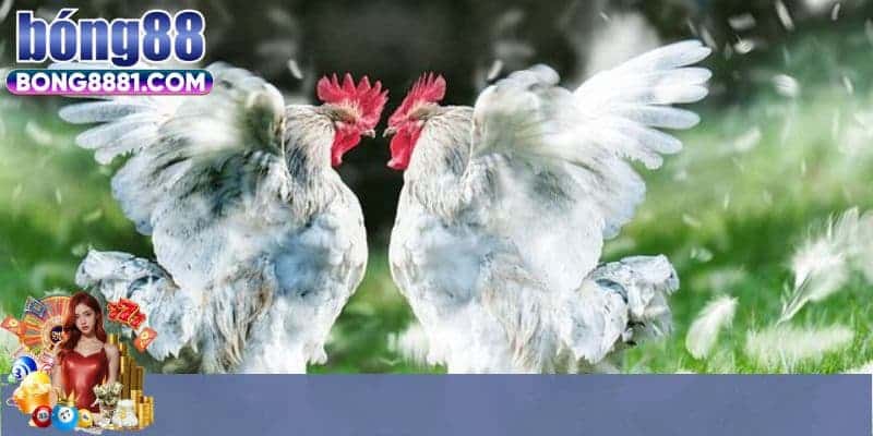 Đôi nét thông tin về đá gà trực tiếp có bình luận