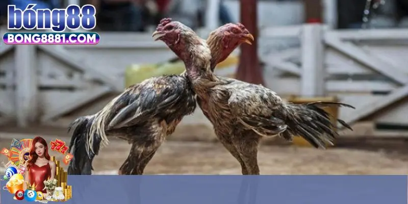 Giới thiệu web đá gà online Bong88