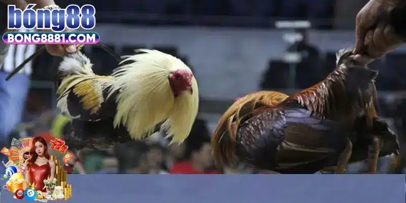 Mẹo chơi xem đá gà trực tiếp hiệu quả