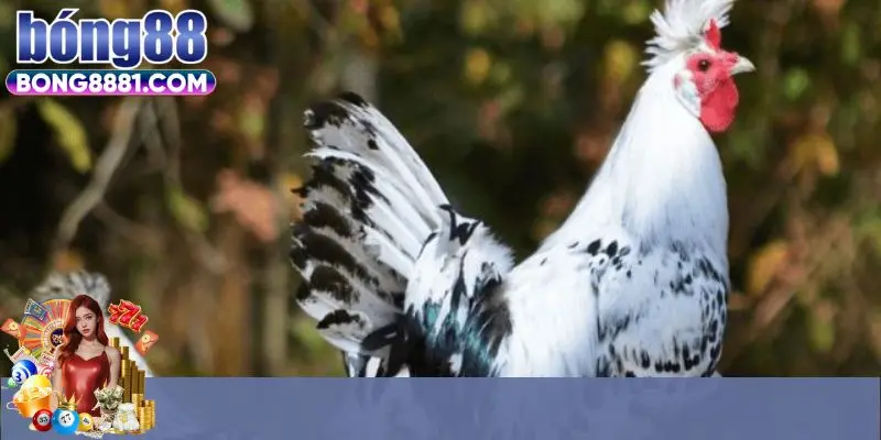 Những điều cần biết về đá gà cựa dao 