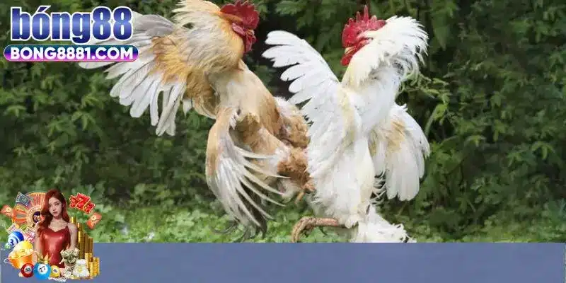 Những ưu điểm nổi trội sân chơi