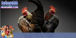 Sự hấp dẫn trực tiếp đá gà C1 với người hâm mộ