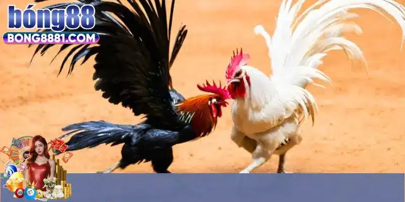 Ưu điểm hình thức phát trực tiếp đá gà Campuchia